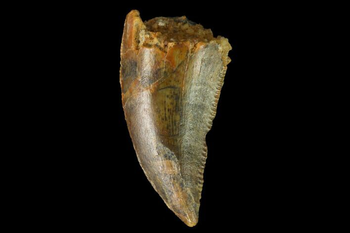 Raptor Tooth - Real Dinosaur Tooth #163839